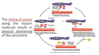 The sliding of action
along the myosin
molecule results in
physical shortening
of the sarcomere
20
 