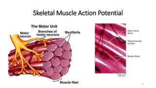 Skeletal Muscle Action Potential
21
 