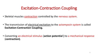 Excitation-Contraction Coupling
• Skeletal muscles contraction controlled by the nervous system.
• The transmission of electrical excitation to the actomyosin system is called
Excitation-Contraction Coupling.
• Converting an electrical stimulus (action potential ) to a mechanical response
(contraction).
22
 