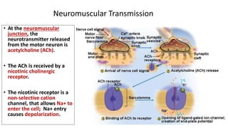 • At the neuromuscular
junction, the
neurotransmitter released
from the motor neuron is
acetylcholine (ACh).
• The ACh is received by a
nicotinic cholinergic
receptor.
• The nicotinic receptor is a
non-selective cation
channel, that allows Na+ to
enter the cell; Na+ entry
causes depolarization.
Neuromuscular Transmission
24
 