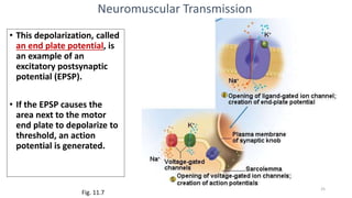 Neuromuscular Transmission
Fig. 11.7
• This depolarization, called
an end plate potential, is
an example of an
excitatory postsynaptic
potential (EPSP).
• If the EPSP causes the
area next to the motor
end plate to depolarize to
threshold, an action
potential is generated.
25
 