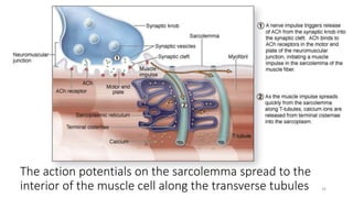 The action potentials on the sarcolemma spread to the
interior of the muscle cell along the transverse tubules 26
 