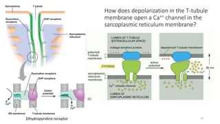 How does depolarization in the T-tubule
membrane open a Ca++ channel in the
sarcoplasmic reticulum membrane?
Dihydropyridine receptor
++++
28
 