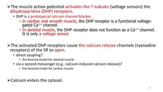The muscle action potential activates the T-tubules (voltage sensors) the
dihydropyridine (DHP) receptors.
• DHP is a prototypical calcium channel blocker.
• In cardiac and smooth muscle, the DHP receptor is a functional voltage-
gated Ca++ channel.
• In skeletal muscle, the DHP receptor does not function as a Ca++ channel.
It is only a voltage sensor.
The activated DHP receptors cause the calcium release channels (ryanodine
receptors) of the SR to open.
• direct coupling?
• the favored model for skeletal muscle
• via a second messenger (e.g., calcium-induced calcium release)?
• the favored model for cardiac muscle
Calcium enters the cytosol.
29
 
