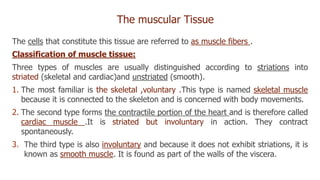 The muscular Tissue
The cells that constitute this tissue are referred to as muscle fibers .
Classification of muscle tissue:
Three types of muscles are usually distinguished according to striations into
striated (skeletal and cardiac)and unstriated (smooth).
1. The most familiar is the skeletal ,voluntary .This type is named skeletal muscle
because it is connected to the skeleton and is concerned with body movements.
2. The second type forms the contractile portion of the heart and is therefore called
cardiac muscle .It is striated but involuntary in action. They contract
spontaneously.
3. The third type is also involuntary and because it does not exhibit striations, it is
known as smooth muscle. It is found as part of the walls of the viscera.
 