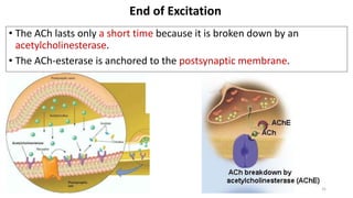 End of Excitation
• The ACh lasts only a short time because it is broken down by an
acetylcholinesterase.
• The ACh-esterase is anchored to the postsynaptic membrane.
Fig. 11.10 31
 