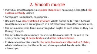 2. Smooth muscle
• Individual smooth appears as spindle shaped cell has a single elongated rod
nucleus, centrally located
• Sarcoplasm is abundant, eosinophilic .
• Does not have clearly defined striations visible on the cells. This is because
smooth muscle cells are organized in a different way than other muscle cells.
• The actin and myosin fibers are arranged an angles to each other as they run
through the cell.
• The actin filaments in smooth muscle run from one side of the cell to the
other, connecting at dense bodies and at the cell membrane.
• In skeletal and cardiac muscle, the actin filaments are attached to Z plates,
which hold many actin filaments and show up as dark bands under the
microscope.
32
 