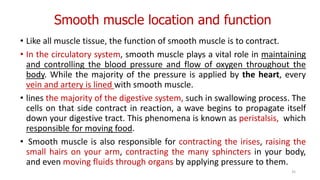 Smooth muscle location and function
• Like all muscle tissue, the function of smooth muscle is to contract.
• In the circulatory system, smooth muscle plays a vital role in maintaining
and controlling the blood pressure and flow of oxygen throughout the
body. While the majority of the pressure is applied by the heart, every
vein and artery is lined with smooth muscle.
• lines the majority of the digestive system, such in swallowing process. The
cells on that side contract in reaction, a wave begins to propagate itself
down your digestive tract. This phenomena is known as peristalsis, which
responsible for moving food.
• Smooth muscle is also responsible for contracting the irises, raising the
small hairs on your arm, contracting the many sphincters in your body,
and even moving fluids through organs by applying pressure to them.
35
 