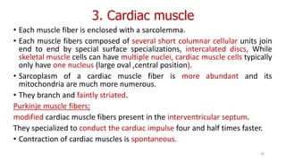 3. Cardiac muscle
• Each muscle fiber is enclosed with a sarcolemma.
• Each muscle fibers composed of several short columnar cellular units join
end to end by special surface specializations, intercalated discs, While
skeletal muscle cells can have multiple nuclei, cardiac muscle cells typically
only have one nucleus (large oval ,central position).
• Sarcoplasm of a cardiac muscle fiber is more abundant and its
mitochondria are much more numerous.
• They branch and faintly striated.
Purkinje muscle fibers:
modified cardiac muscle fibers present in the interventricular septum.
They specialized to conduct the cardiac impulse four and half times faster.
• Contraction of cardiac muscles is spontaneous.
36
 