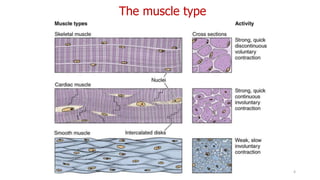 The muscle type
4
 
