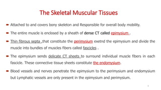The Skeletal Muscular Tissues
 Attached to and covers bony skeleton and Responsible for overall body mobility.
 The entire muscle is enclosed by a sheath of dense CT called epimysium .
 Thin fibrous septa ,that constitute the perimysium exetnd the epimysium and divide the
muscle into bundles of muscles fibers called fascicles .
 The epimysium sends delicate CT sheets to surround individual muscle fibers in each
fascicle. These connective tissue sheets constitute the endomysium.
 Blood vessels and nerves penetrate the epimysium to the perimysium and endomysium
but Lymphatic vessels are only present in the epimysium and perimysium.
6
 
