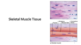 Skeletal Muscle Tissue
8
 
