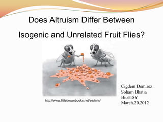 Does Altruism Differ Between
Isogenic and Unrelated Fruit Flies?




                                                  Cigdem Demirez
                                                  Soham Bhatia
                                                  Bio318Y
       http://www.littlebrownbooks.net/sedaris/
                                                  March.20.2012
 