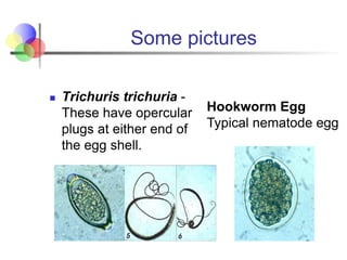 Some pictures
n Trichuris trichuria -
These have opercular
plugs at either end of
the egg shell.
Hookworm Egg
Typical nema...