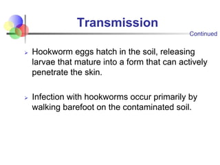 Transmission
Ø Hookworm eggs hatch in the soil, releasing
larvae that mature into a form that can actively
penetrate the s...