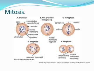 Mitosis.
Source: http://www.britannica.com/EBchecked/topic-art/386154/66085/Stages-of-mitosis
 