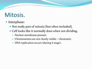 Mitosis.
 Interphase:
 Not really part of mitosis [but often included].
 Cell looks like it normally does when not dividing.
 Nuclear membrane present.
 Chromosomes are not clearly visible – chromatin.
 DNA replication occurs (during S stage).
 