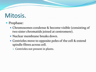 Mitosis.
 Prophase:
 Chromosomes condense & become visible (consisting of
two sister chromatids joined at centromere).
 Nuclear membrane breaks down.
 Centrioles move to opposite poles of the cell & extend
spindle fibres across cell.
 Centrioles not present in plants.
 