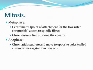 Mitosis.
 Metaphase:
 Centromeres (point of attachment for the two sister
chromatids) attach to spindle fibres.
 Chromosomes line up along the equator.
 Anaphase:
 Chromatids separate and move to opposite poles (called
chromosomes again from now on).
 