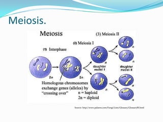 Meiosis.
Source: http://www.palaeos.com/Fungi/Lists/Glossary/GlossaryM.html
 