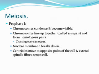 Meiosis.
 Prophase I:
 Chromosomes condense & become visible.
 Chromosomes line up together (called synapsis) and
form homologous pairs.
 Crossing over can occur.
 Nuclear membrane breaks down.
 Centrioles move to opposite poles of the cell & extend
spindle fibres across cell.
 
