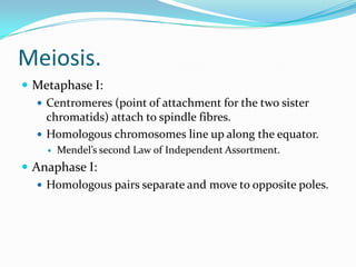 Meiosis.
 Metaphase I:
 Centromeres (point of attachment for the two sister
chromatids) attach to spindle fibres.
 Homologous chromosomes line up along the equator.
 Mendel’s second Law of Independent Assortment.
 Anaphase I:
 Homologous pairs separate and move to opposite poles.
 