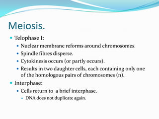 Meiosis.
 Telophase I:
 Nuclear membrane reforms around chromosomes.
 Spindle fibres disperse.
 Cytokinesis occurs (or partly occurs).
 Results in two daughter cells, each containing only one
of the homologous pairs of chromosomes (n).
 Interphase:
 Cells return to a brief interphase.
 DNA does not duplicate again.
 