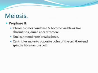 Meiosis.
 Prophase II:
 Chromosomes condense & become visible as two
chromatids joined at centromere.
 Nuclear membrane breaks down.
 Centrioles move to opposite poles of the cell & extend
spindle fibres across cell.
 