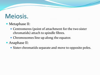 Meiosis.
 Metaphase II:
 Centromeres (point of attachment for the two sister
chromatids) attach to spindle fibres.
 Chromosomes line up along the equator.
 Anaphase II:
 Sister chromatids separate and move to opposite poles.
 