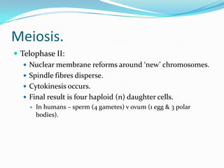Meiosis.
 Telophase II:
 Nuclear membrane reforms around ‘new’ chromosomes.
 Spindle fibres disperse.
 Cytokinesis occurs.
 Final result is four haploid (n) daughter cells.
 In humans – sperm (4 gametes) v ovum (1 egg & 3 polar
bodies).
 