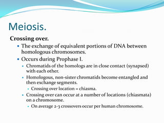 Meiosis.
Crossing over.
 The exchange of equivalent portions of DNA between
homologous chromosomes.
 Occurs during Prophase I.
 Chromatids of the homologs are in close contact (synapsed)
with each other.
 Homologous, non-sister chromatids become entangled and
then exchange segments.
 Crossing over location = chiasma.
 Crossing over can occur at a number of locations (chiasmata)
on a chromosome.
 On average 2-3 crossovers occur per human chromosome.
 