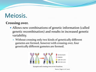Meiosis.
Crossing over.
 Allows new combinations of genetic information (called
genetic recombination) and results in increased genetic
variability.
 Without crossing only two kinds of genetically different
gametes are formed, however with crossing over, four
genetically different gametes are formed.
Source: Enger et al. (2012)
Synapsis and crossing over at two locations.
 