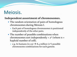 Meiosis.
Independent assortment of chromosomes.
 The random orientation of pairs of homologous
chromosomes during Meiosis I.
 Each pair of homologous chromosomes is positioned
independently of the other pairs.
 The number of possible combinations when
chromosomes sort independently = 2n (where n =
haploid number of cell).
 e.g. In humans (n=23)  8.4 million (223) possible
chromosome combinations for each gamete.
 