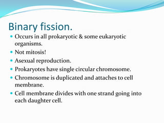 Binary fission.
 Occurs in all prokaryotic & some eukaryotic
organisms.
 Not mitosis!
 Asexual reproduction.
 Prokaryotes have single circular chromosome.
 Chromosome is duplicated and attaches to cell
membrane.
 Cell membrane divides with one strand going into
each daughter cell.
 
