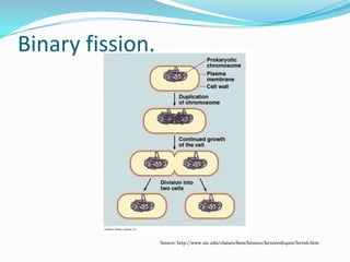 Binary fission.
Source: http://www.uic.edu/classes/bios/bios100/lecturesf04am/lect06.htm
 