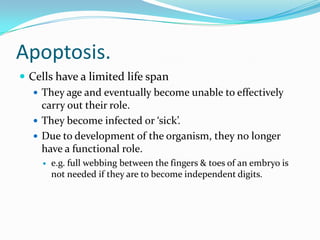 Apoptosis.
 Cells have a limited life span
 They age and eventually become unable to effectively
carry out their role.
 They become infected or ‘sick’.
 Due to development of the organism, they no longer
have a functional role.
 e.g. full webbing between the fingers & toes of an embryo is
not needed if they are to become independent digits.
 