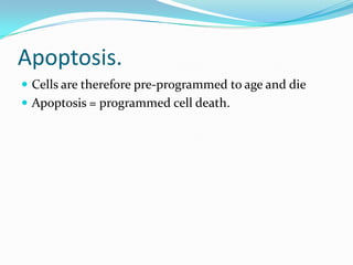 Apoptosis.
 Cells are therefore pre-programmed to age and die
 Apoptosis = programmed cell death.
 
