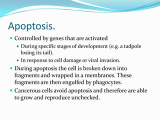 Apoptosis.
 Controlled by genes that are activated
 During specific stages of development (e.g. a tadpole
losing its tail).
 In response to cell damage or viral invasion.
 During apoptosis the cell is broken down into
fragments and wrapped in a membranes. These
fragments are then engulfed by phagocytes.
 Cancerous cells avoid apoptosis and therefore are able
to grow and reproduce unchecked.
 