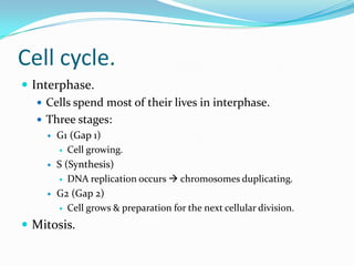 Cell cycle.
 Interphase.
 Cells spend most of their lives in interphase.
 Three stages:
 G1 (Gap 1)
 Cell growing.
 S (Synthesis)
 DNA replication occurs  chromosomes duplicating.
 G2 (Gap 2)
 Cell grows & preparation for the next cellular division.
 Mitosis.
 