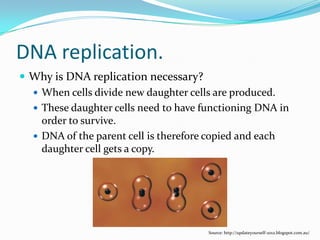 DNA replication.
 Why is DNA replication necessary?
 When cells divide new daughter cells are produced.
 These daughter cells need to have functioning DNA in
order to survive.
 DNA of the parent cell is therefore copied and each
daughter cell gets a copy.
Source: http://updateyourself-2012.blogspot.com.au/
 