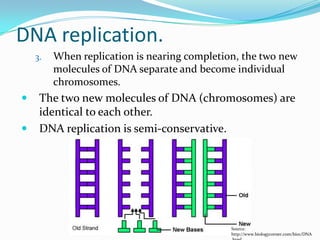 3. When replication is nearing completion, the two new
molecules of DNA separate and become individual
chromosomes.
 The two new molecules of DNA (chromosomes) are
identical to each other.
 DNA replication is semi-conservative.
DNA replication.
Source:
http://www.biologycorner.com/bio1/DNA
 