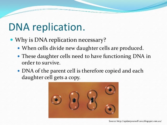 Why Is Dna Replication Necessary Why Is Dna Replication Necessary