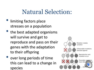 Natural Selection:
• limiting factors place
stresses on a population
• the best adapted organisms
will survive and get to
reproduce and pass on their
genes with the adaptation
to their offspring
• over long periods of time
this can lead to a change in
species
 