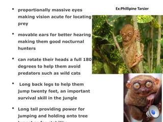• proportionally massive eyes
making vision acute for locating
prey
• movable ears for better hearing
making them good nocturnal
hunters
• can rotate their heads a full 180
degrees to help them avoid
predators such as wild cats
• Long back legs to help them
jump twenty feet, an important
survival skill in the jungle
• Long tail providing power for
jumping and holding onto tree
Ex:Phillipine Tarsier
 