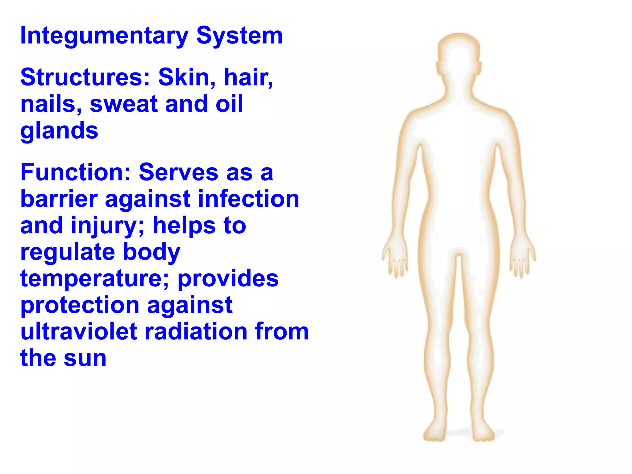 Integumentary System Structures: Skin, hair, nails, sweat and oil glands Function: Serves as a barrier against infection and injury; helps to regulate body temperature; provides protection against ultraviolet radiation from the sun 