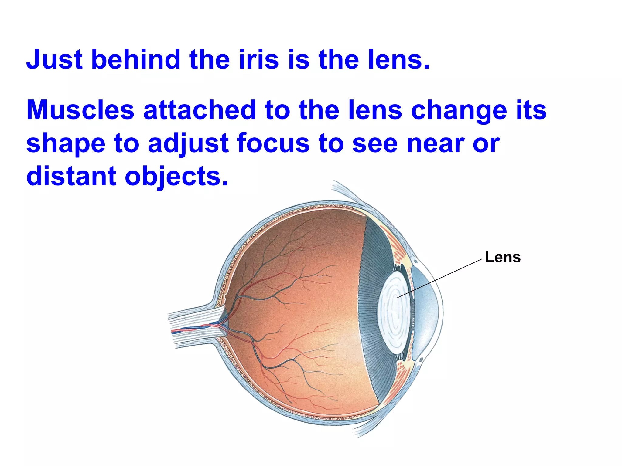 Just behind the iris is the lens. Muscles attached to the lens change its shape to adjust focus to see near or distant objects.  Lens  