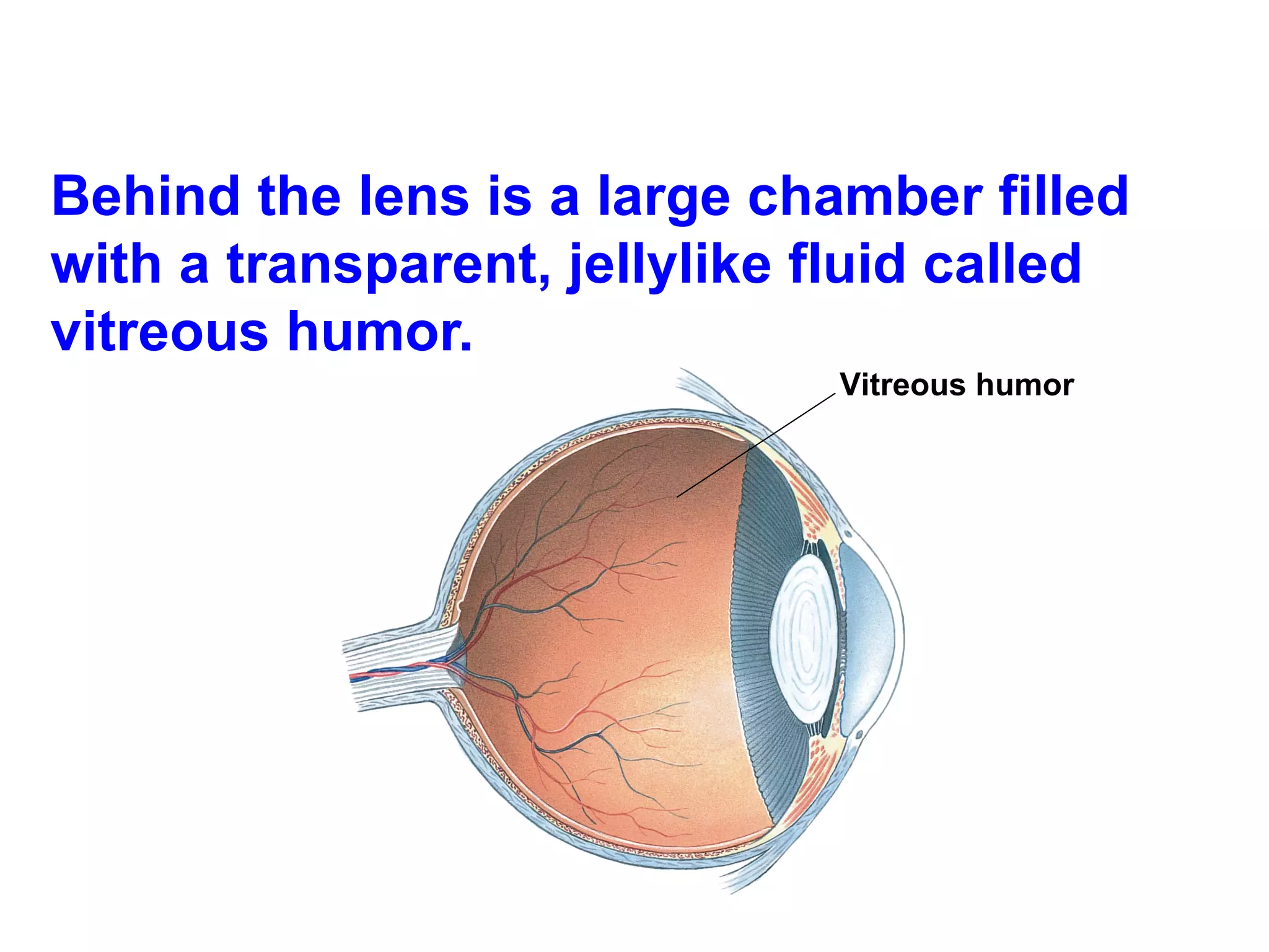 Behind the lens is a large chamber filled with a transparent, jellylike fluid called vitreous humor. Vitreous humor 