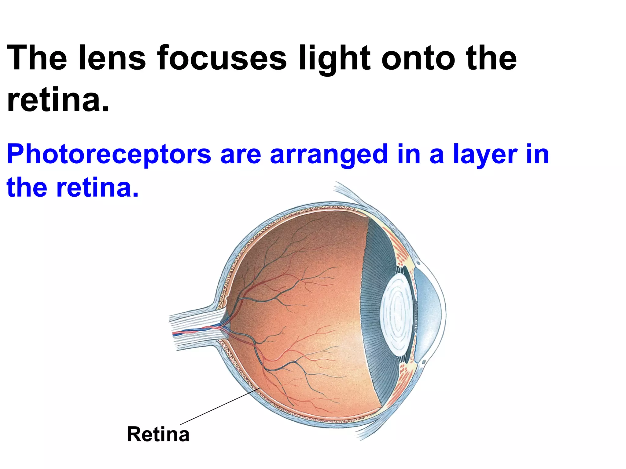The lens focuses light onto the retina.   Photoreceptors are arranged in a layer in the retina. Retina  