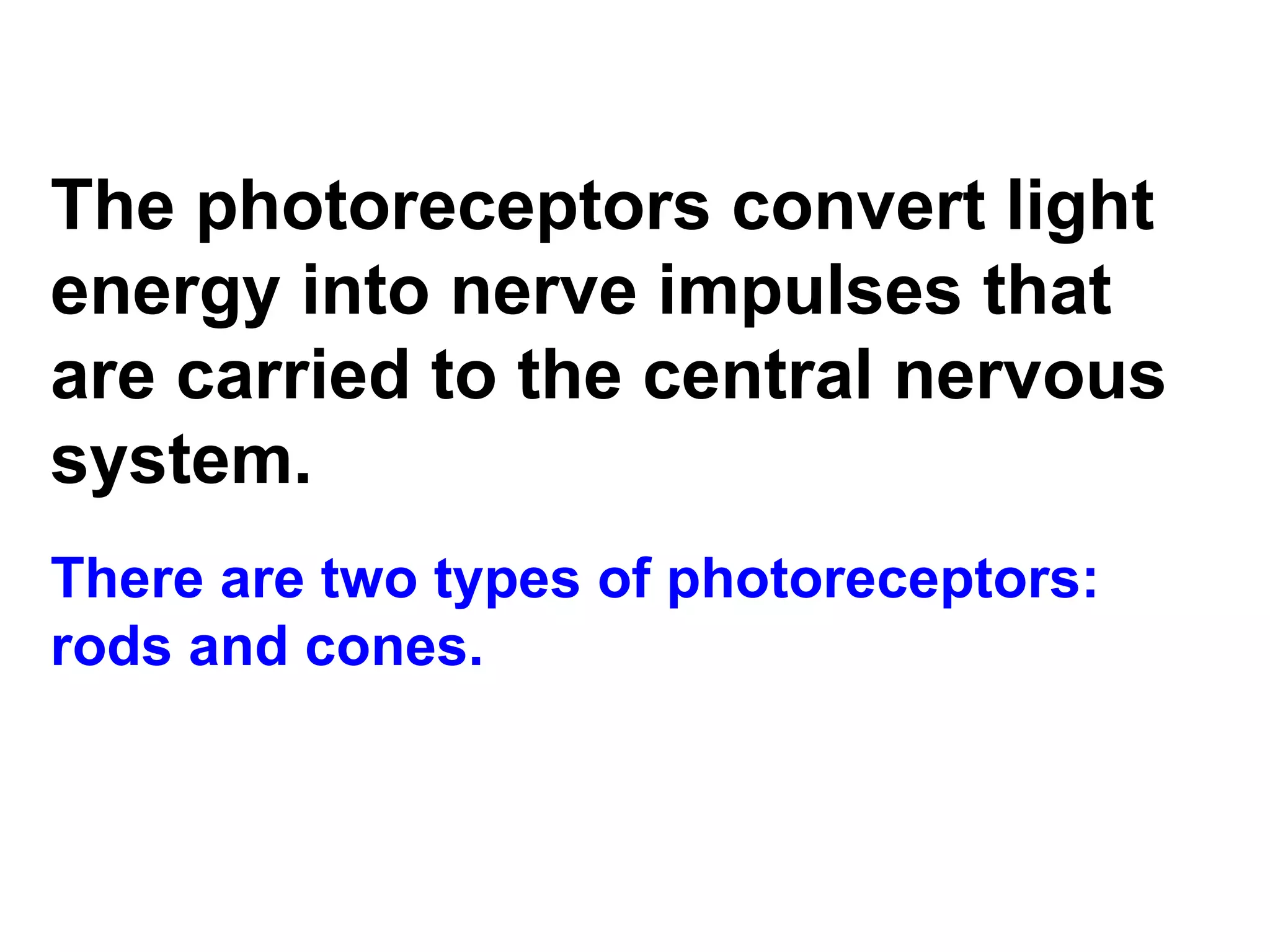 The photoreceptors convert light energy into nerve impulses that are carried to the central nervous system.  There are two types of photoreceptors: rods and cones. 