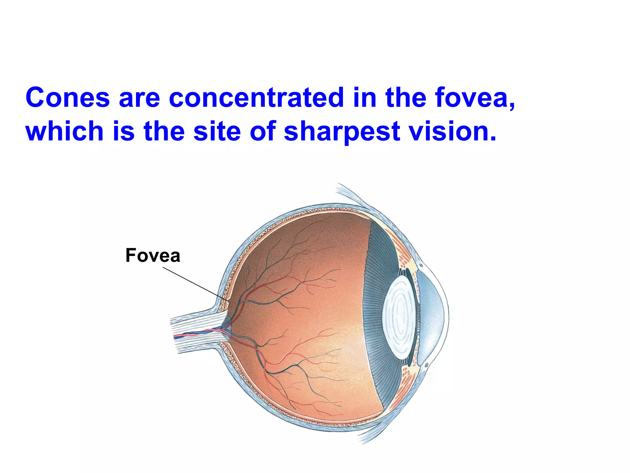 Cones are concentrated in the fovea, which is the site of sharpest vision.  Fovea   
